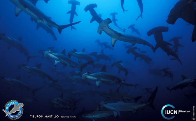cuales los mejores lugares para ver tiburon martillo